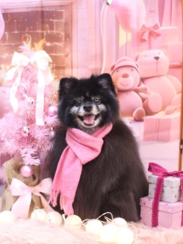 20241227ふわりちゃん